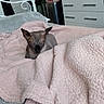 animal, bed, blanket, calm, cozy, domestic, dresser, furniture, gray, hairless_cat, indoor, laundry_basket, pet, pink, quiet, relaxation, resting, sleeping, soft_texture, sphynx_cat