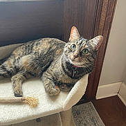 Georgie joined the competition — help win amazing prizes! cat, tabby_cat, pet, indoor, cat_tree, wooden_door, window, carpet, fur, whiskers, collar, curious, relaxed, animal, domestic_cat, home_interior, floor, natural_light, green_eyes, feline