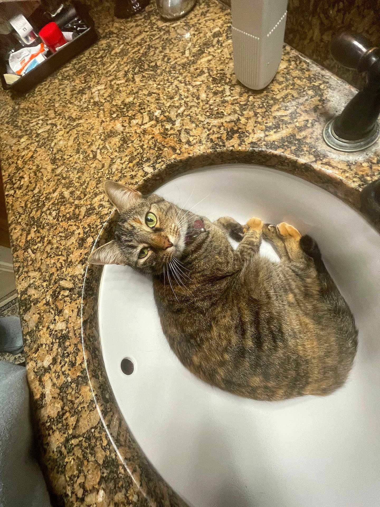 Georgie joined the competition — help win amazing prizes! cat, tabby_cat, sink, bathroom, countertop, curious, pet, domestic_animal, green_eyes, fur, whiskers, collar, indoor, relaxing, household, animal, feline, closeup, looking_up, resting