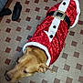 Athena participe au concours pour gagner de l'argent avec cette photo : dog, pet_clothing, santa_outfit, floor, tile_floor, brown_dog, indoor, footwear, slipper, shoe, holiday_costume, festive, pet, animal, canine, patterned_floor, red_costume, white_trim, black_belt, home