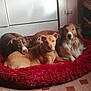 dog, dogs, pet_bed, red_bed, indoor, floor_tiles, brown_dog, white_dog, black_and_white_dog, resting, animal, canine, fur, ears, snout, cozy, home, furniture, relaxed, group