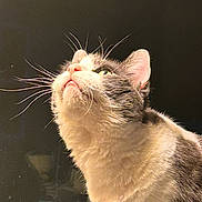 Luna is registered to the contest to win money with this photo: adorable, animal, black_background, cat, close_up, curious, domestic_cat, ears, eyes, feline, fur, indoor, looking_up, muzzle, nose, pet, portrait, side_view, soft_light, whiskers