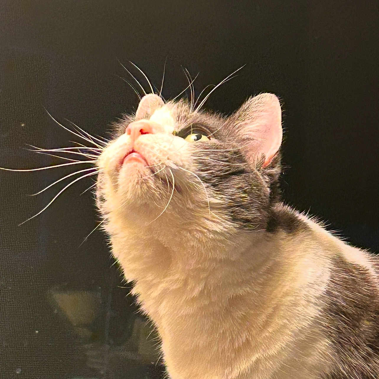 Luna is registered to the contest to win money with this photo: adorable, animal, black_background, cat, close_up, curious, domestic_cat, ears, eyes, feline, fur, indoor, looking_up, muzzle, nose, pet, portrait, side_view, soft_light, whiskers