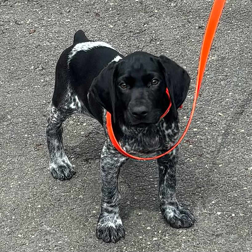 Cody joined the competition — help win amazing prizes! accessories, animal, canine, cockerspaniel, dog, hound, labradorretriever, leash, person, pet, pointer, puppy, strap, walkingdog