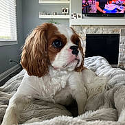Honey Ray joined the competition — help win amazing prizes! dog, puppy, cavalier_king_charles_spaniel, blanket, living_room, fireplace, shelf, decor, window, television, person_on_tv, couch, fur, pet, indoor, cozy, home, relaxing, cute, animal