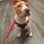 C C is registered to the contest to win money with this photo: animal, brown, collar, cute, dog, domestic_animal, ears, flooring, harness, indoor, leash, looking_up, paws, pet, puppy, sitting, tag, white, wood_floor, young_dog