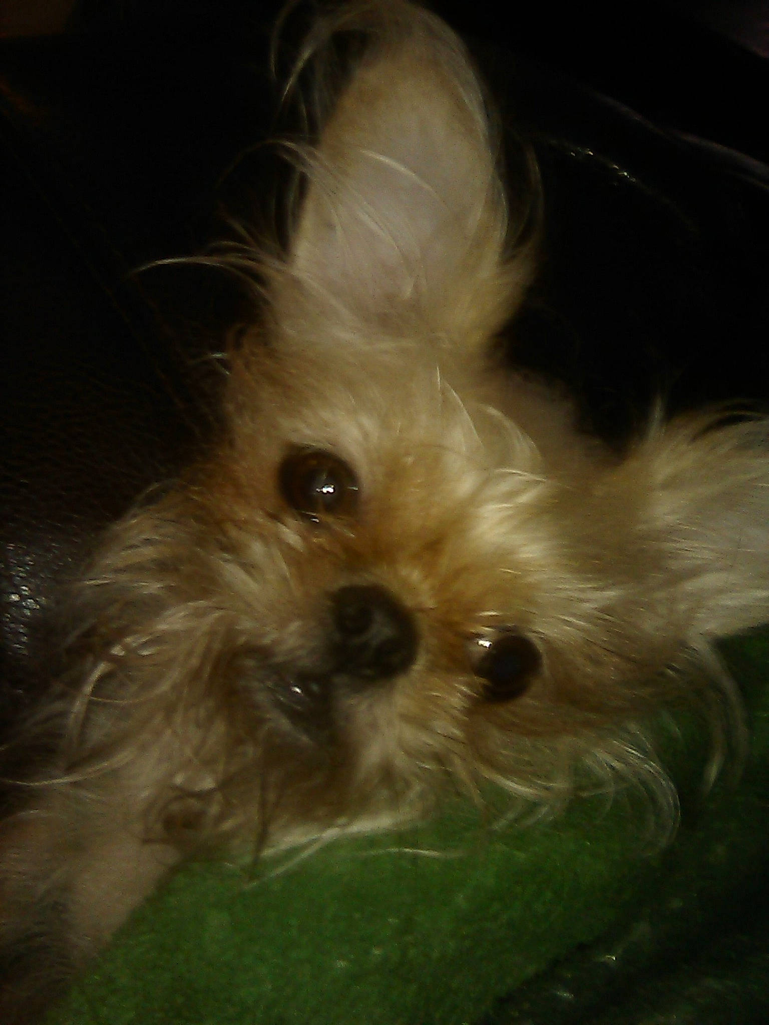 Rebel is registered to the contest to win money with this photo: bolonka, canidae, carnivore, chinese_imperial_dog, companion_dog, dog, dog_breed, ear, eye, fawn, lhasa_apso, mammal, morkie, pekapoo, puppy, schnoodle, shih_tzu, snout, toy_dog, whiskers