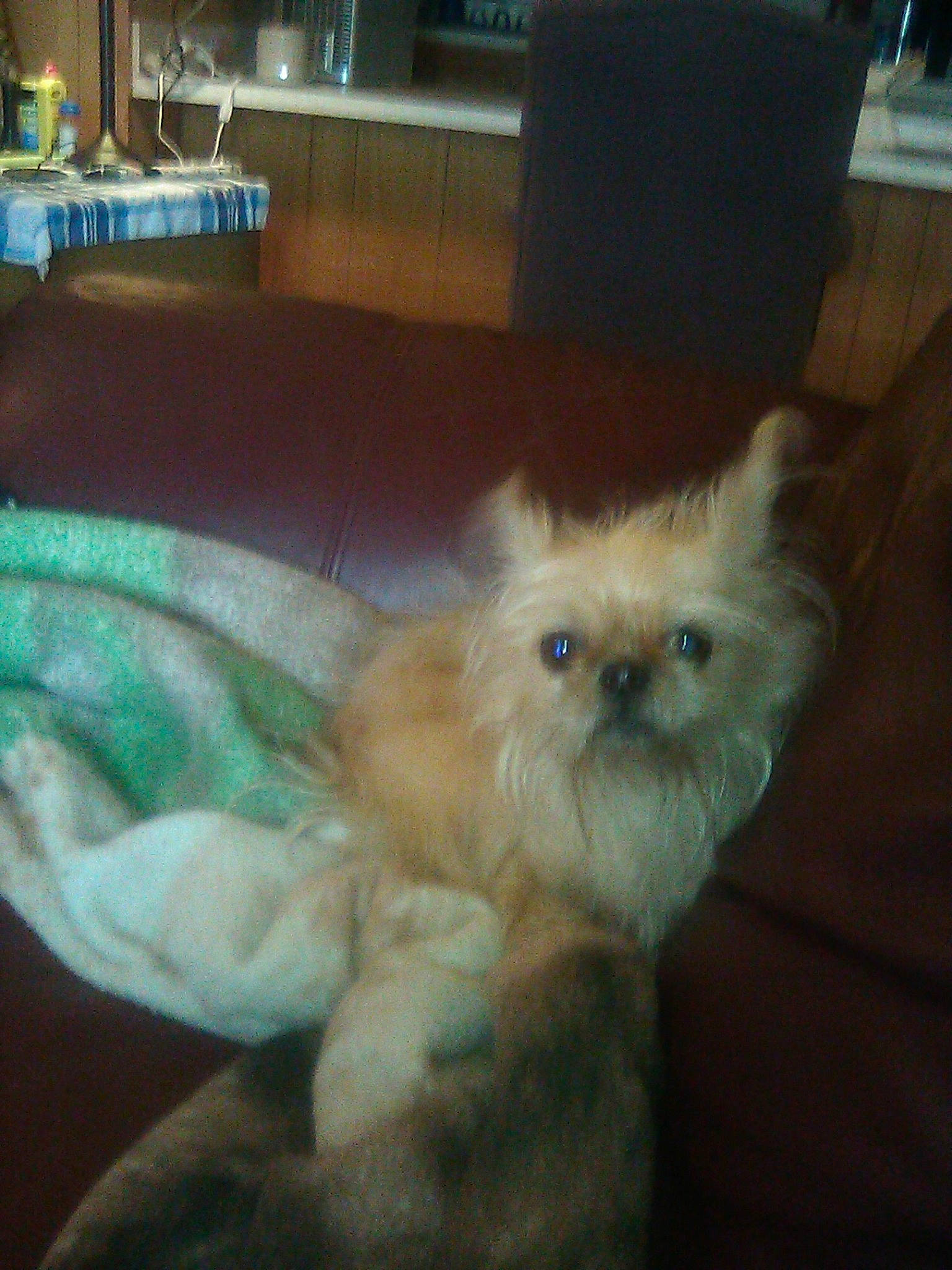 Rebel joined the competition — help win amazing prizes! asian, carnivore, cat, companion_dog, domestic_long_haired_cat, eye, fawn, felidae, fur, himalayan, iris, kitten, mammal, napoleon_cat, persian, skin, small_to_medium_sized_cats, snapshot, tail, whiskers