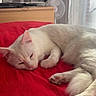 Saphéos participe au concours pour gagner de l'argent avec cette photo : cat, white_cat, bed, red_bedspread, sleeping_cat, indoor, furniture, television, fan, curtains, window, cozy, relaxing, pet, animal, resting, soft_light, domestic_cat, paw, whiskers