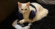 Saphéos a rejoint le concours — aidez-le/la à gagner de superbes lots ! cat, white_cat, headphones, video_game_controller, gaming, pet, indoor, feline, black_fur_surface, couch, pillow, technology, relaxed, cute, animal, domestic_animal, playful, electronics, cozy, closeup