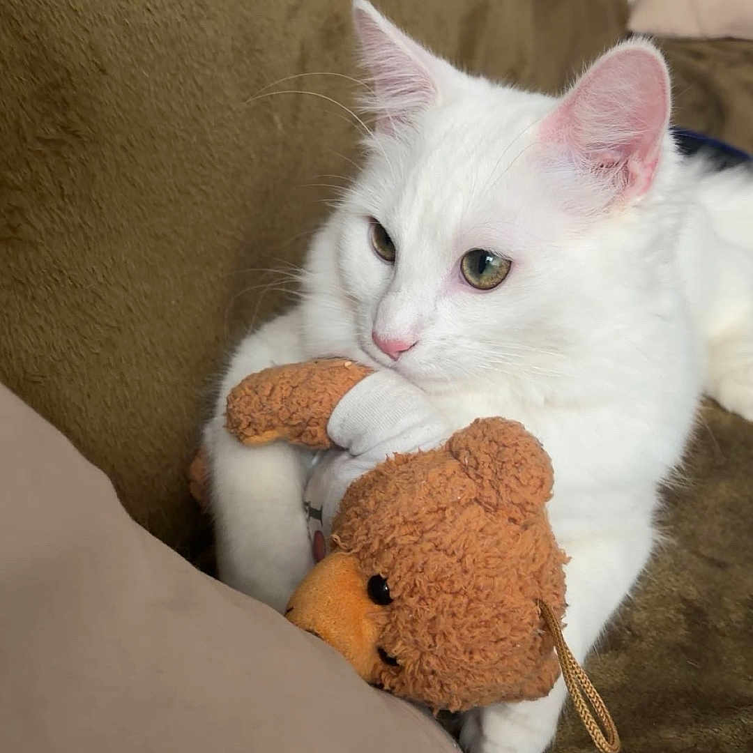 Saphéos a rejoint le concours — aidez-le/la à gagner de superbes lots ! cat, white_cat, plush_toy, teddy_bear, couch, indoor, pet, animal, fur, cute, relaxed, soft, cozy, feline, whiskers, ears, paws, toy, resting, domestic