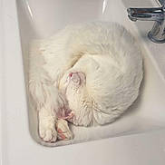 Saphéos participe au concours pour gagner de l'argent avec cette photo : cat, white_cat, sleeping, curled_up, sink, bathroom, faucet, tile_wall, cozy, pet, domestic_animal, fluffy, resting, pink_paw, quiet, cute, indoor, clean, compact, relaxed