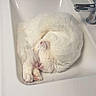 cat, white_cat, sleeping, curled_up, sink, bathroom, faucet, tile_wall, cozy, pet, domestic_animal, fluffy, resting, pink_paw, quiet, cute, indoor, clean, compact, relaxed