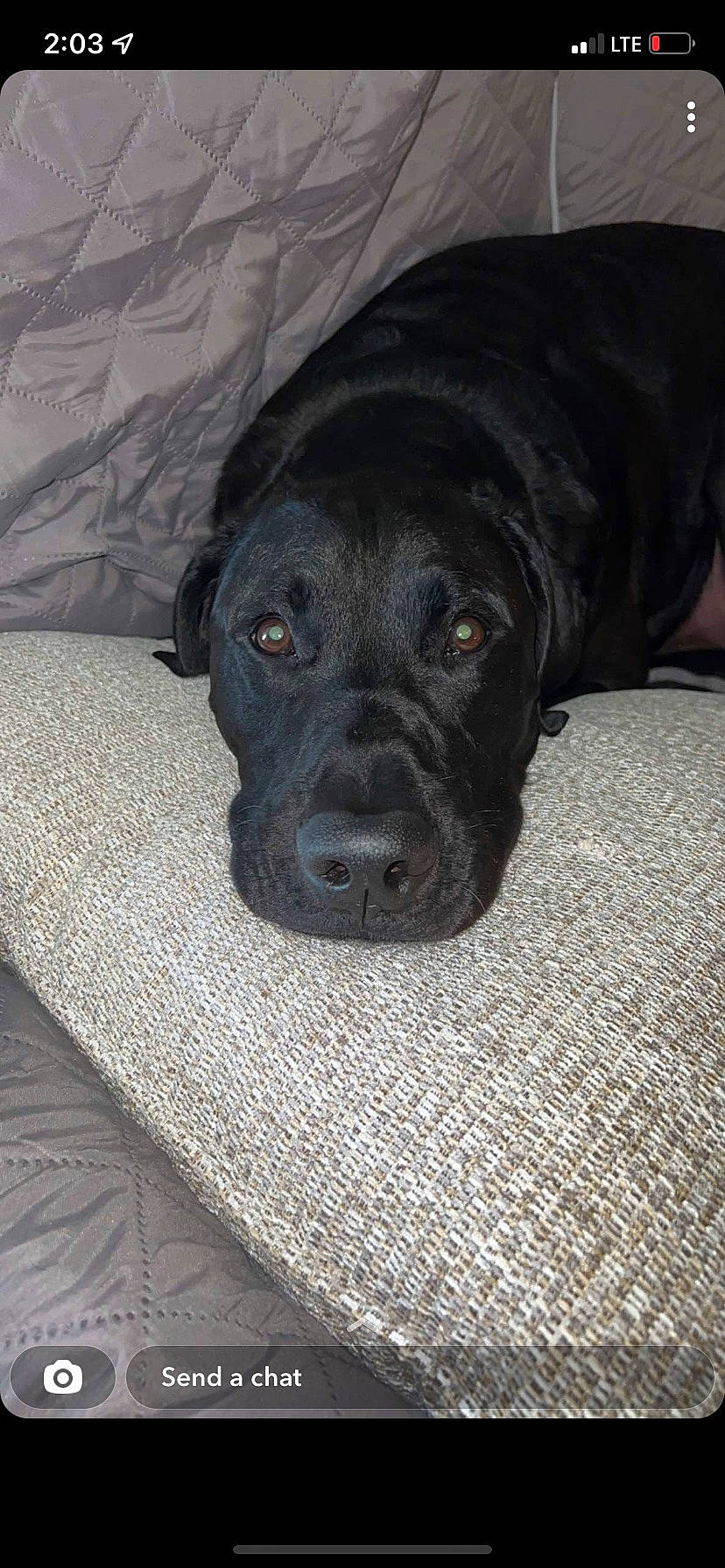 Loki joined the competition — help win amazing prizes! borador, canidae, carnivore, comfort, companion_dog, dog, dog_breed, fur, grey, gun_dog, liver, non_sporting_group, snout, sporting_group, terrestrial_animal, whiskers, working_animal