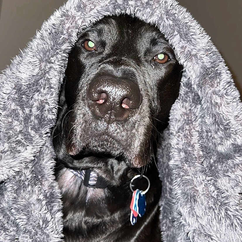 Loki
