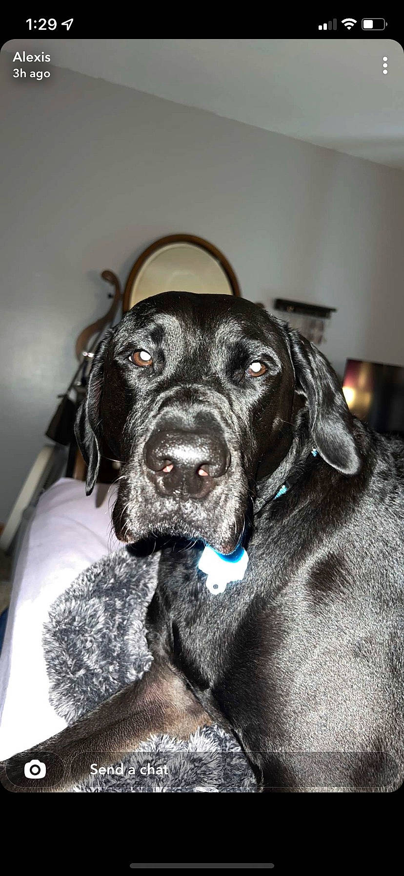 Loki is registered to the contest to win money with this photo: borador, canidae, carnivore, collar, companion_dog, dog, dog_breed, dog_collar, ear, event, fur, guard_dog, gun_dog, liver, monochrome_photography, retriever, snout, sporting_group, whiskers, working_animal