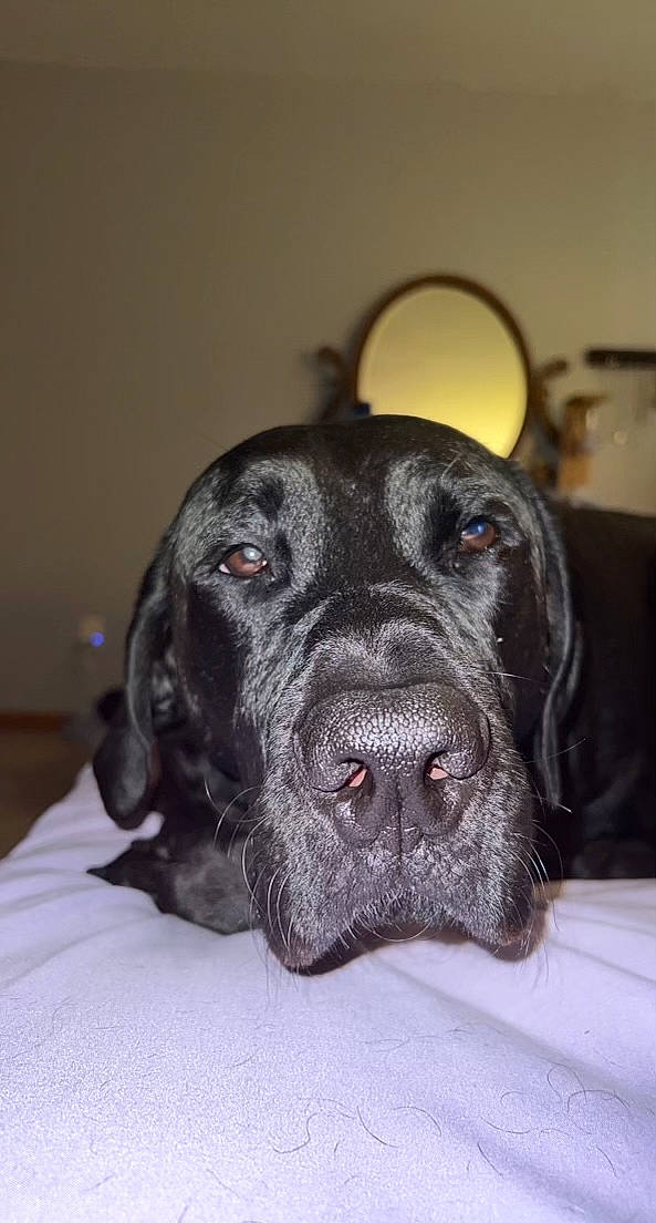 Loki is registered to the contest to win money with this photo: borador, canidae, carnivore, collar, companion_dog, dog, dog_breed, dog_collar, ear, fur, guard_dog, gun_dog, liver, non_sporting_group, retriever, snout, sporting_group, terrestrial_animal, whiskers, working_animal