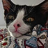 animal_face, black_and_white, cat, close_up, colorful, cozy, curious, cute, domestic_animal, fabric, feline, indoor, patterned_cloth, pet, pink_nose, portrait, resting, soft_light, whiskers, wrapped