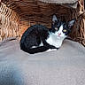animal, black_and_white, blanket, cat, comfort, cozy, curious, cute, ears, eyes, feline, fur, indoor, nose, pet, relaxed, resting, tail, whiskers, wicker_basket