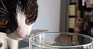 Baya a rejoint le concours — aidez-le/la à gagner de superbes lots ! animal, black_and_white_cat, blurred_background, cat, close_up, curiosity, curious, domestic_animal, feline, glass, household, ice, indoor, looking, mug, pet, still_life, table, water, whiskers