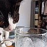 animal, black_and_white_cat, blurred_background, cat, close_up, curiosity, curious, domestic_animal, feline, glass, household, ice, indoor, looking, mug, pet, still_life, table, water, whiskers