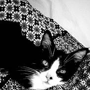 Baya participe au concours pour gagner de l'argent avec cette photo : animal, black_and_white, cat, close_up, contrast, domestic_cat, ears, eyes, face, feline, indoor, lying_down, monochrome, patterned_fabric, pet, resting, soft_light, texture, tuxedo_cat, whiskers