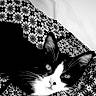 animal, black_and_white, cat, close_up, contrast, domestic_cat, ears, eyes, face, feline, indoor, lying_down, monochrome, patterned_fabric, pet, resting, soft_light, texture, tuxedo_cat, whiskers