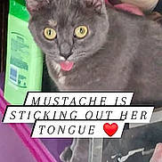 Mustache Layne is registered to the contest to win money with this photo: cat, gray_cat, tongue_out, yellow_eyes, indoor, clutter, household_items, purple_surface, text_overlay, mustache, pet, cute, animal, feline, domestic_cat, close_up, tongue, funny, expression, tongue_sticking_out