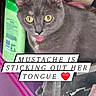 cat, gray_cat, tongue_out, yellow_eyes, indoor, clutter, household_items, purple_surface, text_overlay, mustache, pet, cute, animal, feline, domestic_cat, close_up, tongue, funny, expression, tongue_sticking_out
