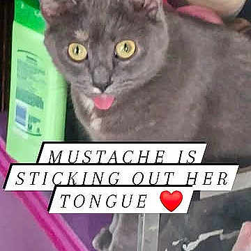 Mustache Layne