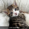kitten, cat, feline, animal, pet, cute, fluffy, striped, blue_eyes, lying_down, blanket, white, soft, cozy, closeup, portrait, young, small, adorable, face