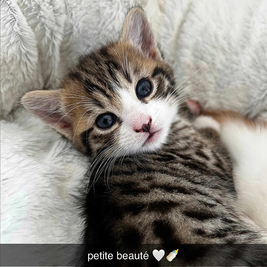 Pirate a rejoint le concours — aidez-le/la à gagner de superbes lots ! kitten, cat, feline, animal, pet, cute, fluffy, striped, blue_eyes, lying_down, blanket, white, soft, cozy, closeup, portrait, young, small, adorable, face