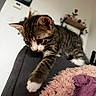 Pirate participe au concours pour gagner de l'argent avec cette photo : kitten, cat, tabby, indoor, furniture, couch, blanket, paw, curious, pet, young, fur, whiskers, animal, cute, soft, cozy, stretching, home, domestic