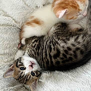 Pirate participe au concours pour gagner de l'argent avec cette photo : kitten, cat, feline, snuggling, sleeping, fluffy, white_blanket, orange_and_white, tabby, cute, pets, animal, fur, close_up, resting, soft, cozy, young, domestic_animal, companion