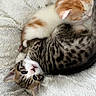 kitten, cat, feline, snuggling, sleeping, fluffy, white_blanket, orange_and_white, tabby, cute, pets, animal, fur, close_up, resting, soft, cozy, young, domestic_animal, companion