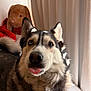 dog, husky, pet, portrait, tongue_out, heterochromia, blue_eye, brown_eye, fur, ears, nose, whiskers, close_up, indoor, curtain, stuffed_animal, plush_bunny, photobomb, cozy, adorable