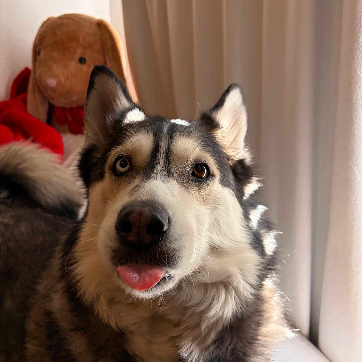 Luna is registered to the contest to win money with this photo: adorable, blue_eye, brown_eye, close_up, cozy, curtain, dog, ears, fur, heterochromia, husky, indoor, nose, pet, photobomb, plush_bunny, portrait, stuffed_animal, tongue_out, whiskers