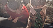 Miklo joined the competition — help win amazing prizes! cat, cats, pets, animals, indoor, bedroom, bed, blanket, window, curtains, backlighting, portrait, two_animals, sweater, necktie, festive, gray_cat, white_cat, sitting, cute