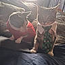 cat, cats, pets, animals, indoor, bedroom, bed, blanket, window, curtains, backlighting, portrait, two_animals, sweater, necktie, festive, gray_cat, white_cat, sitting, cute
