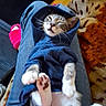Miklo joined the competition — help win amazing prizes! cat, kitten, animal, pet, feline, sleeping, relaxed, cute, whiskers, paws, belly, blue_jeans, clothing, indoor, blanket, couch, portrait, close_up, playful, cozy