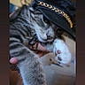 Miklo is registered to the contest to win money with this photo: cat, gray_cat, white_paws, pet, animal, furry, whiskers, green_eyes, sleepy, hat, cap, gold_chain, held, close_up, portrait, indoor, human_hand, striped_fur, playful, social_media_screenshot