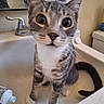 cat, kitten, tabby, pet, animal, feline, wide_eyed, portrait, close_up, standing, bathroom, sink, countertop, faucet, mirror, reflection, indoors, short_hair, striped_fur, white_paws