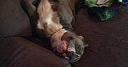 Rhino joined the competition — help win amazing prizes! dog, pet, animal, upside_down, lying_down, belly_up, paws, collar, couch, sofa, living_room, indoor, clothing, blanket, relaxed, sleeping, funny, brown_and_white, portrait, casual_photo