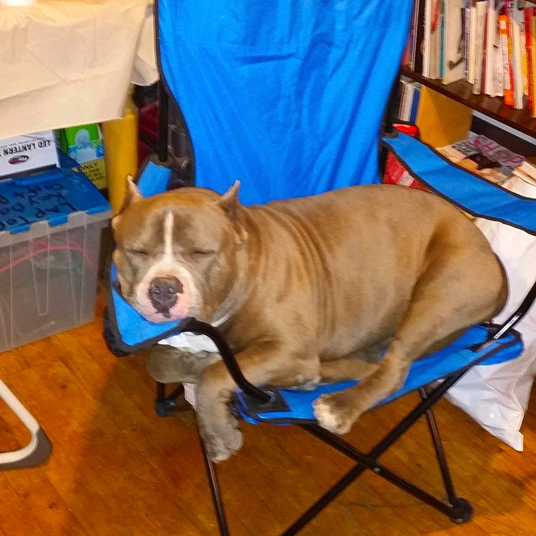 Rhino is registered to the contest to win money with this photo: dog, sleeping, brown_dog, blue_chair, folding_chair, indoor, living_room, wood_floor, bookshelf, books, vacuum_cleaner, furniture, pet, resting, relaxed, cluttered_room, household_items, plastic_bin, portrait, funny