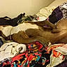 Rhino is registered to the contest to win money with this photo: dog, sleeping, lying_down, bed, bedroom, laundry, clothes, blankets, home, indoor, relaxed, sprawled, brown_and_white, long_legged, pet, messy_bed, textiles, resting, casual_photo, black_borders
