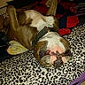 dog, bulldog, pet, animal, lying_down, belly_up, sleeping, relaxed, funny, collar, brown_and_white, muzzle, paws, leopard_print, blanket, bed, indoor, portrait, close_up, cozy