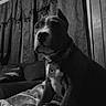 Rhino is registered to the contest to win money with this photo: dog, pit_bull, pet, collar, indoor, living_room, couch, blanket, curtains, black_and_white, portrait, sitting, looking_at_camera, short_hair, canine, companion_animal, home, dramatic_lighting, cozy, photography