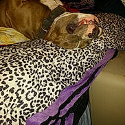 Rhino joined the competition — help win amazing prizes! dog, sleeping, pet, animal, brown_and_white, bull_dog, collar, tooth, nose, face, indoor, bed, blanket, leopard_print, purple, cozy, relaxed, upside_down, portrait, home