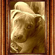 Blue is registered to the contest to win money with this photo: dog, canine, portrait, framed_picture, ornate_frame, antique, sepia, brown_tones, close_up, face, eyes, ears, snout, nose, short_fur, lying_down, indoor, decorative, vintage, photography