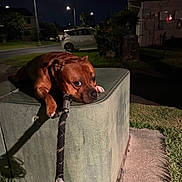 Mana joined the competition — help win amazing prizes! brown_dog, concrete_box, dog, flash_photography, grass, house, leash, lying_down, night, outdoors, parked_car, pet, portrait, resting, short_hair, sidewalk, street, streetlights, suburban, toy